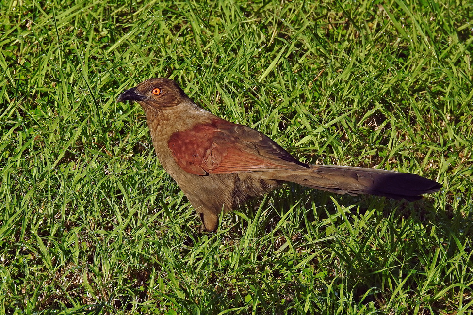 Image of Andaman Coucal