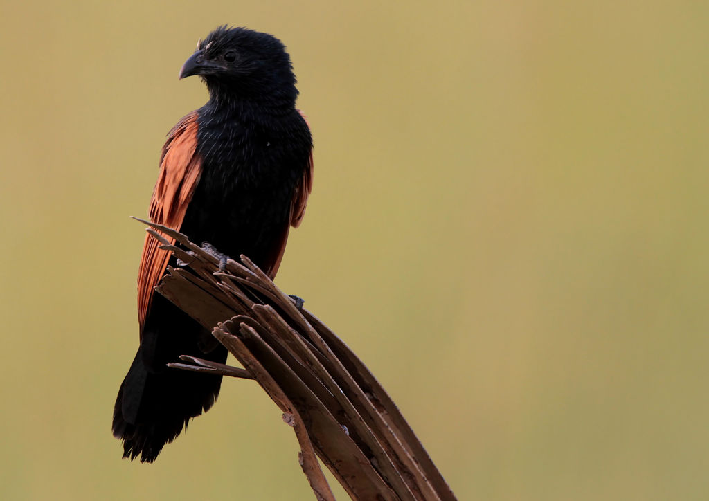 Image of Black Coucal