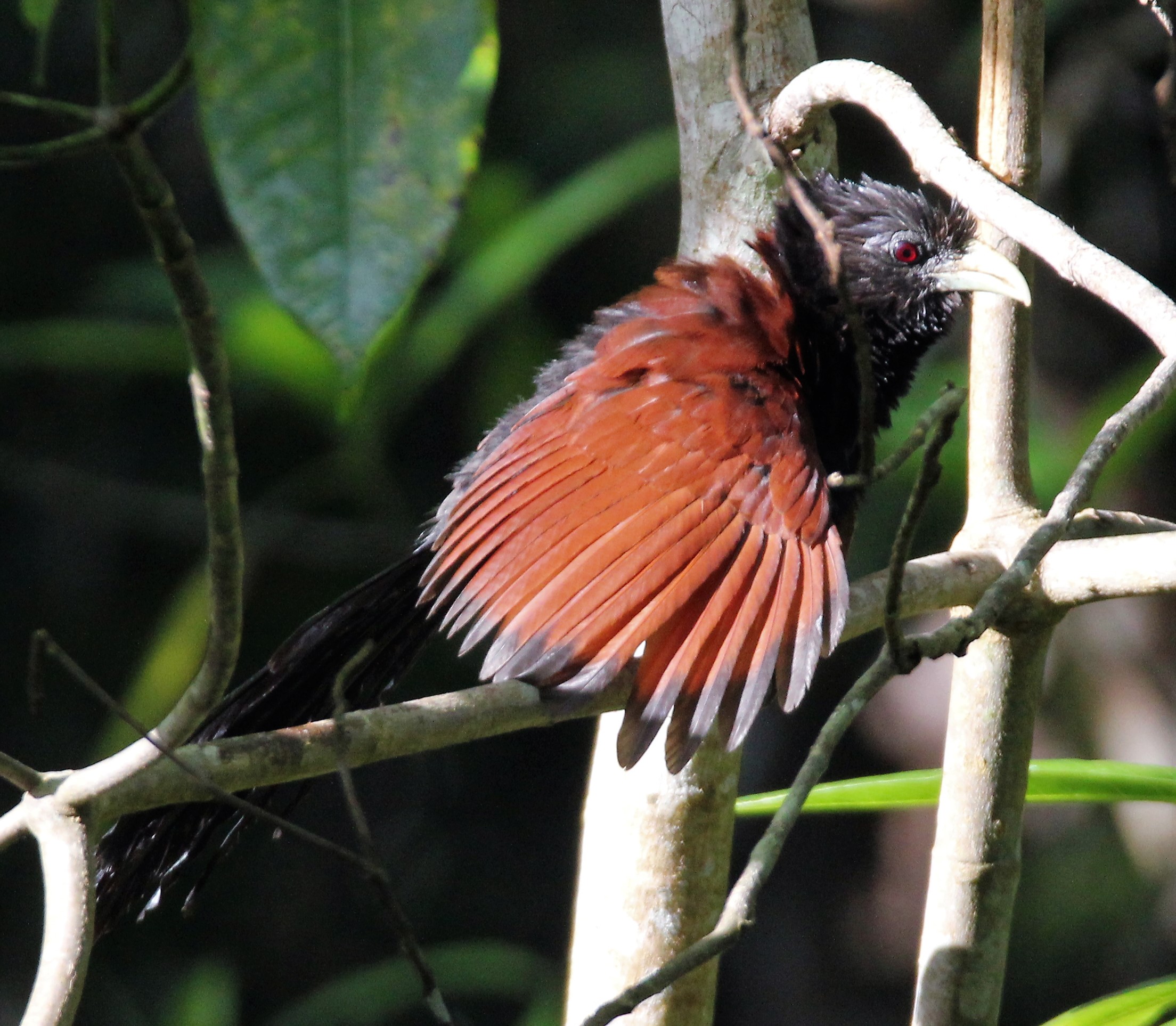 Image of Green-billed Coucal