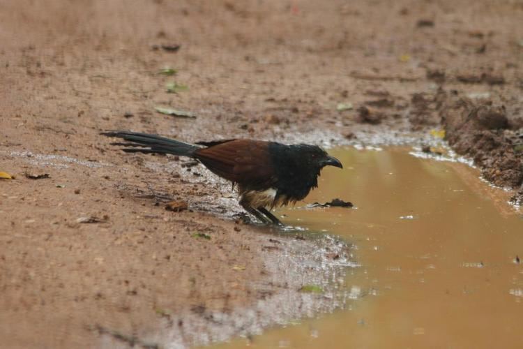 Image of Black-throated Coucal