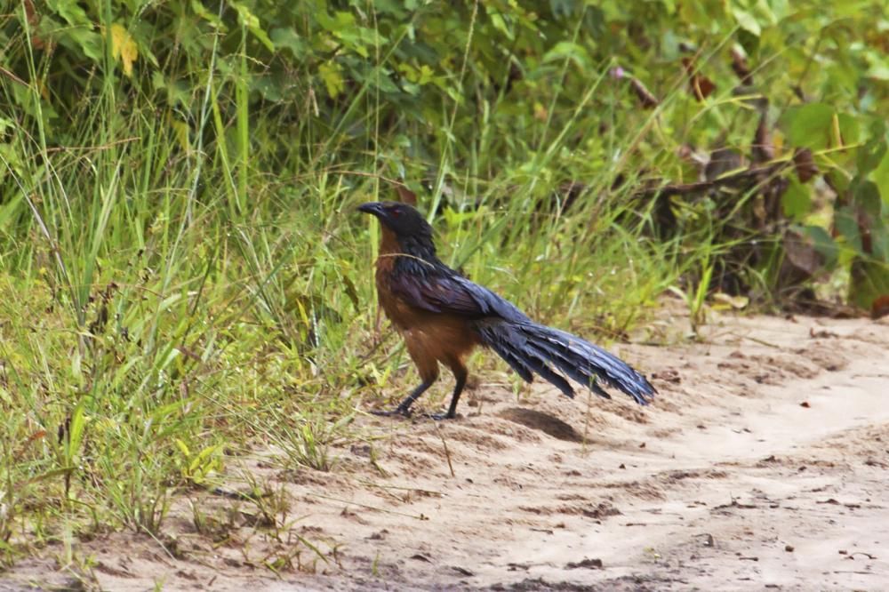 Image of Gabon Coucal