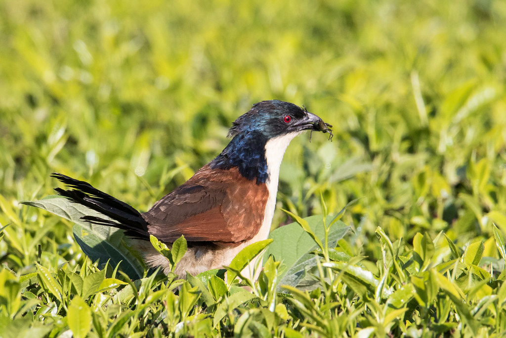 Image of Blue-headed Coucal