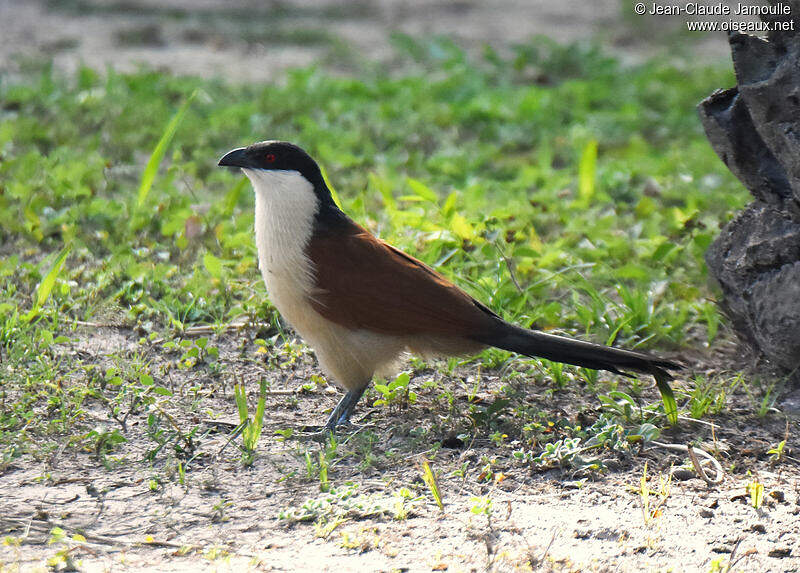 Image of Senegal Coucal