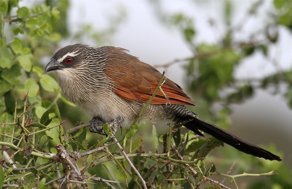 Image of White-browed Coucal
