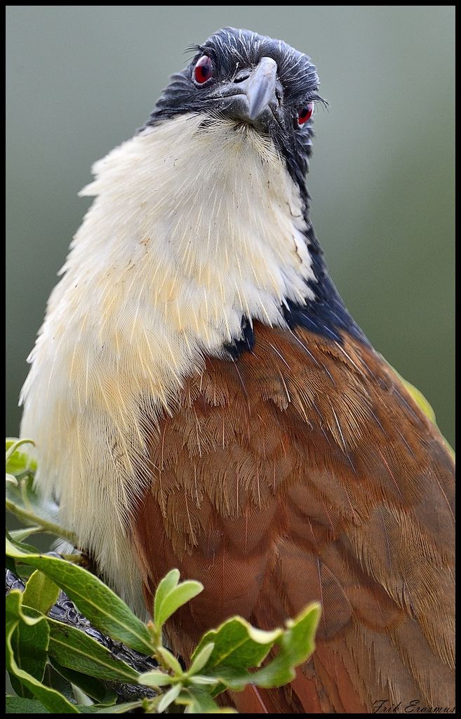 Image of Burchell's Coucal