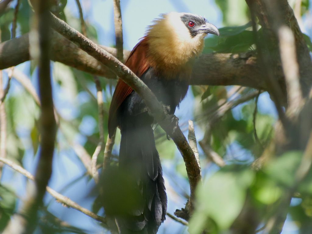 Image of Black-faced Coucal
