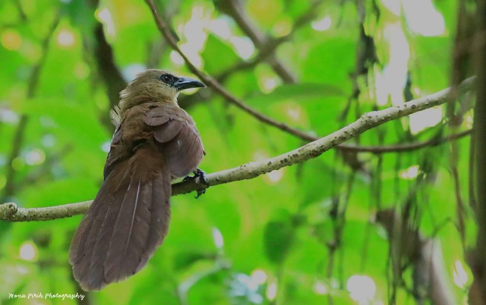 Image of Bay Coucal