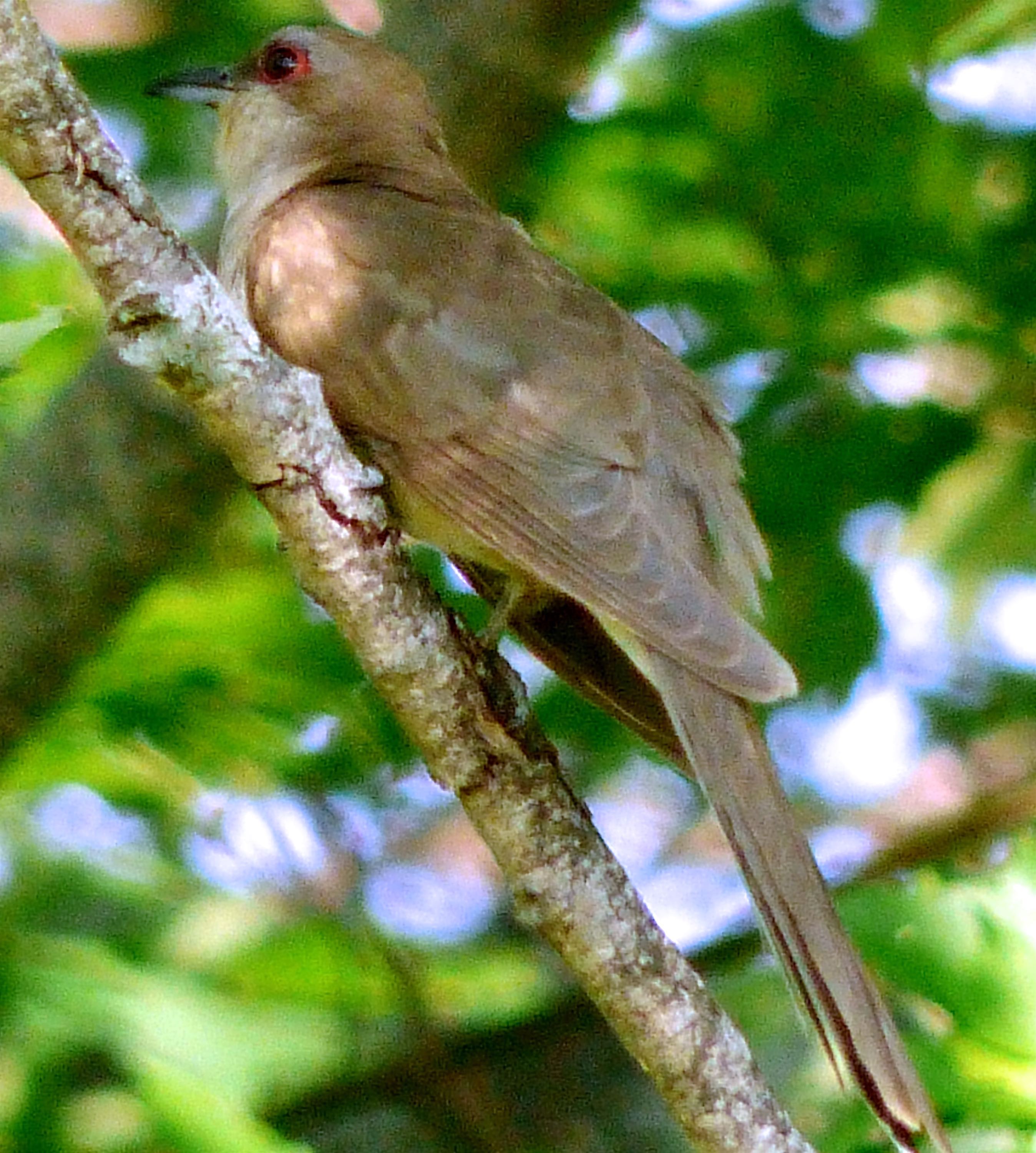 Image of Black-billed Cuckoo