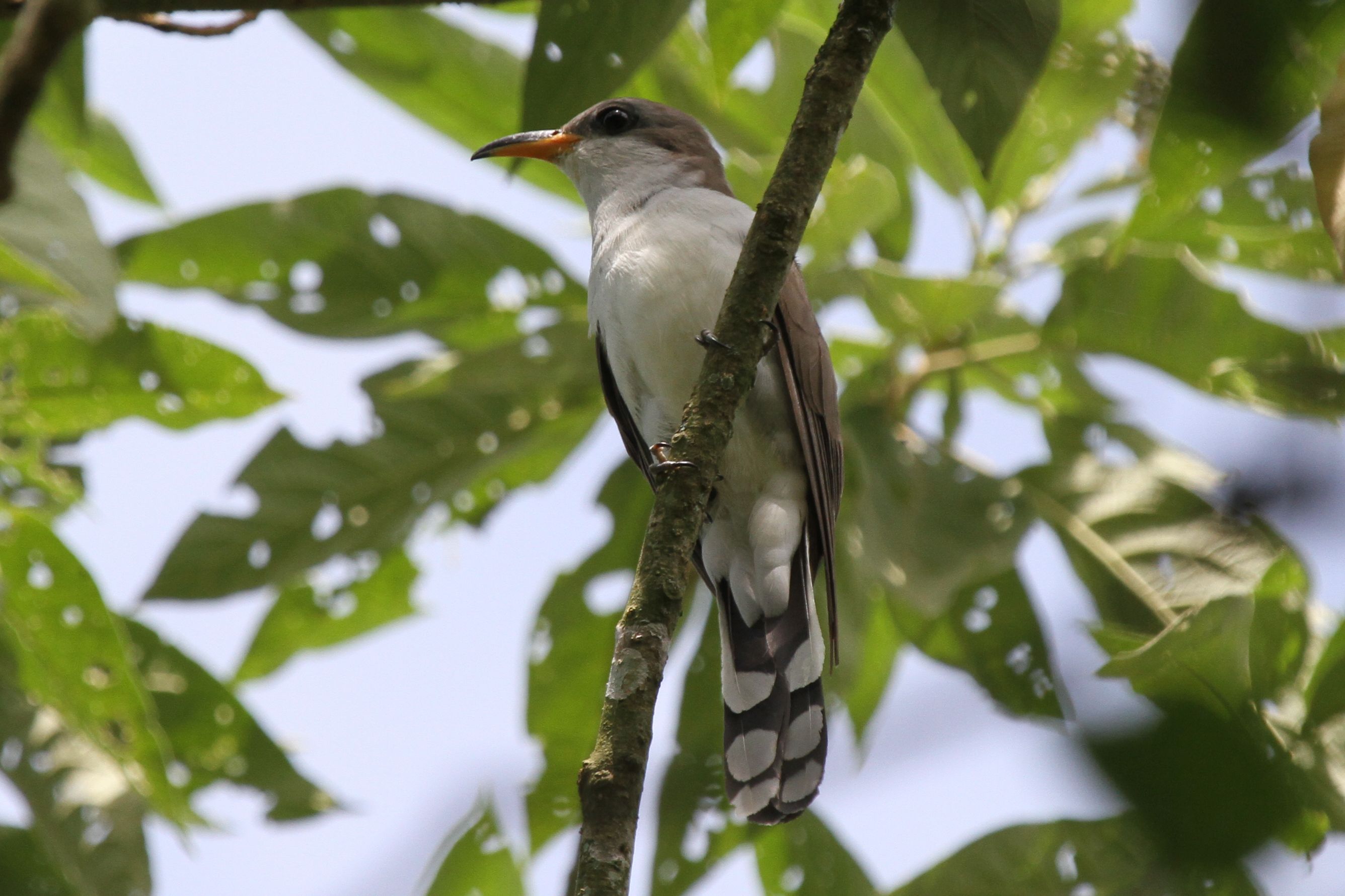 Image of Pearly-breasted Cuckoo
