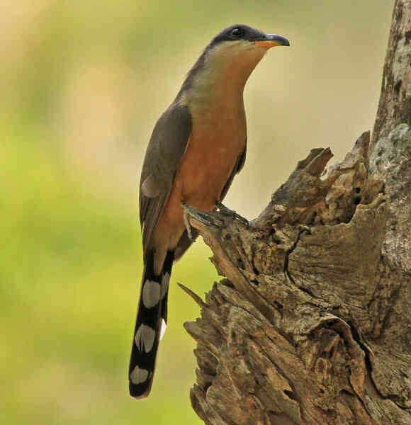 Image of Mangrove Cuckoo