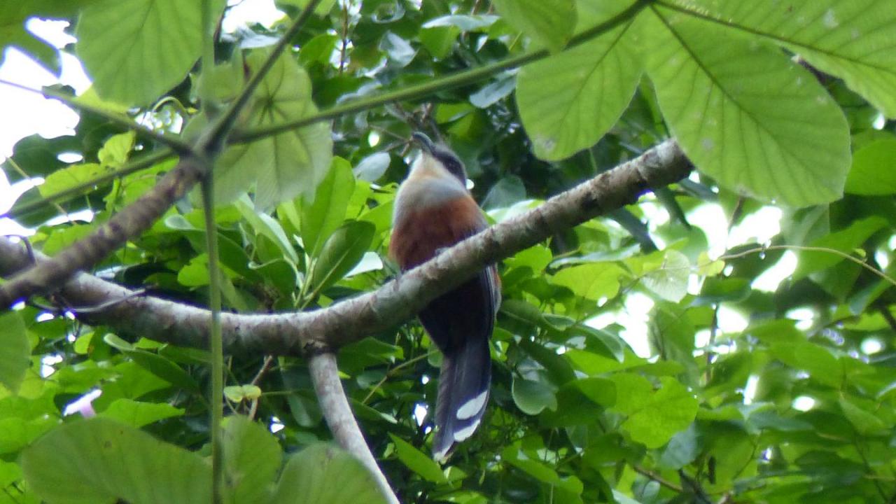 Image of Chestnut-bellied Cuckoo