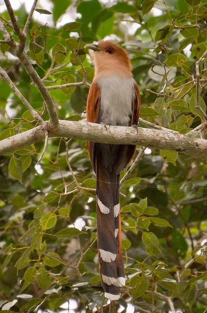 Image of Common Squirrel-cuckoo