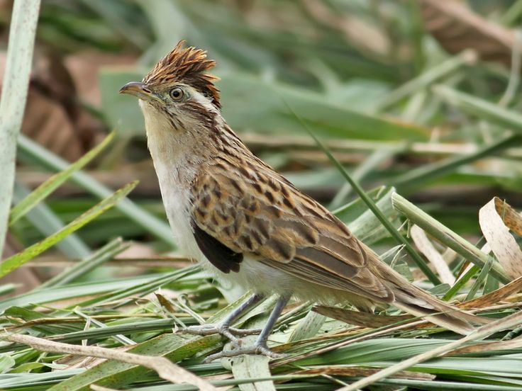 Image of Striped Cuckoo