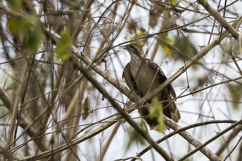 Image of Pheasant Cuckoo
