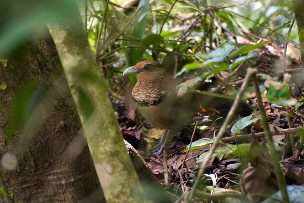 Image of Rufous-vented Ground-cuckoo
