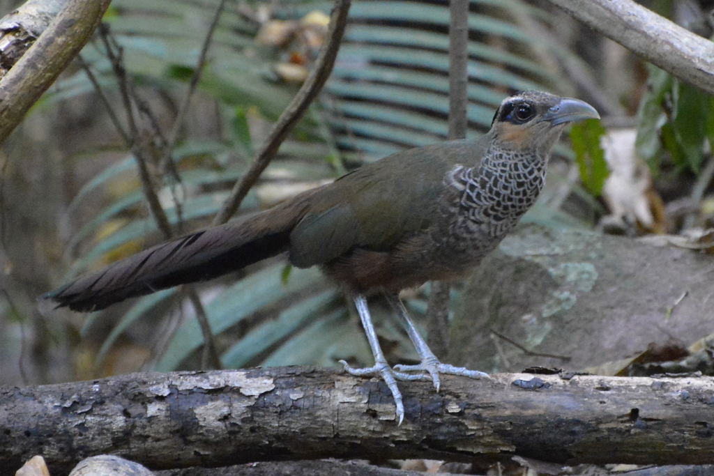 Image of Scaled Ground-Cuckoo