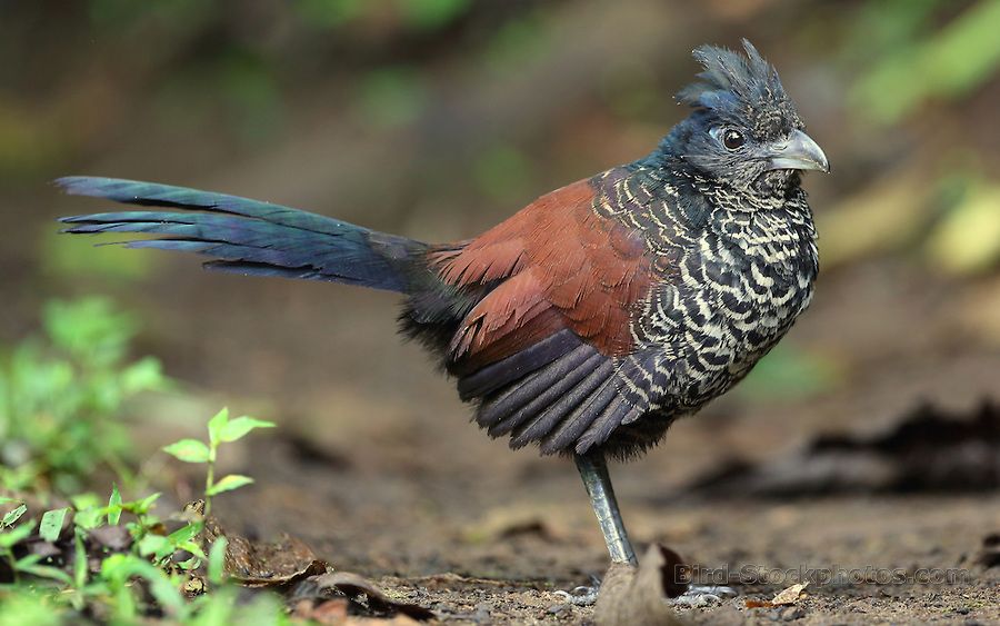 Image of Banded Ground-cuckoo