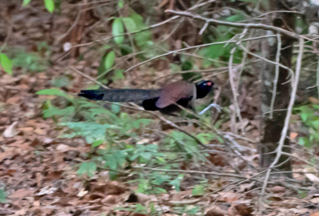 Image of Rufous-winged Ground-cuckoo