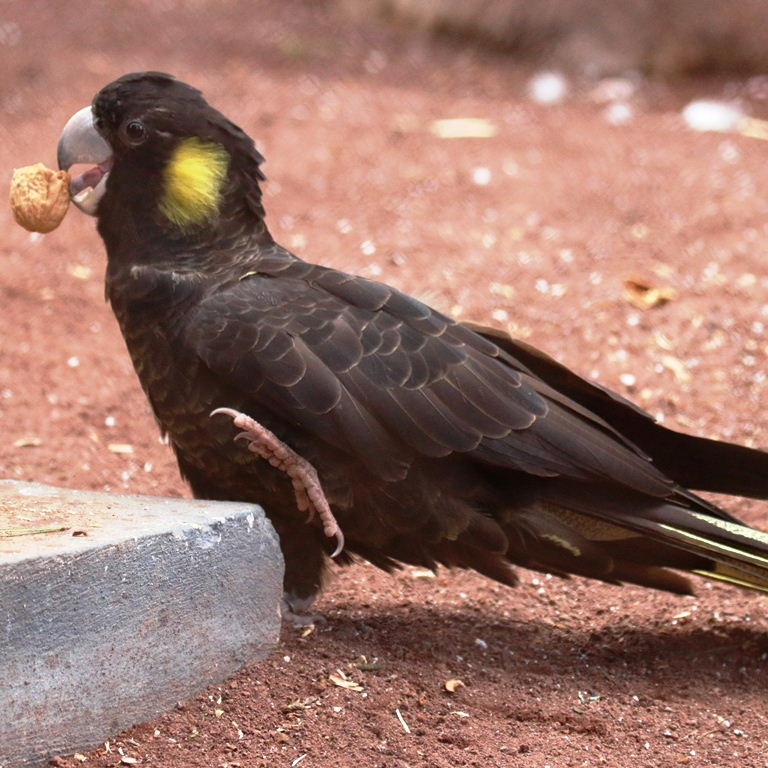 Image of Yellow-tailed Black-Cockatoo