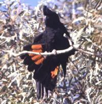 Image of Red-tailed Black-cockatoo (Male)
