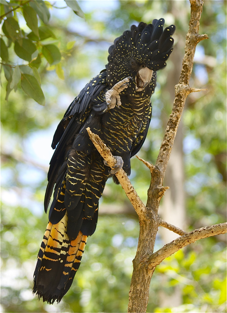 Image of Red-tailed Black-cockatoo