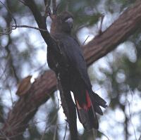 Image of Glossy Black-Cockatoo