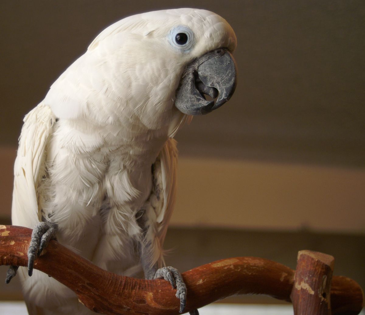 Image of White Cockatoo