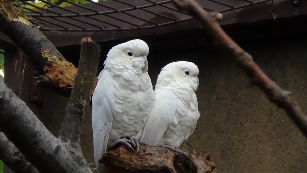 Image of Philippine Cockatoo