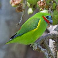 Image of Double-eyed Fig-Parrot (Male)