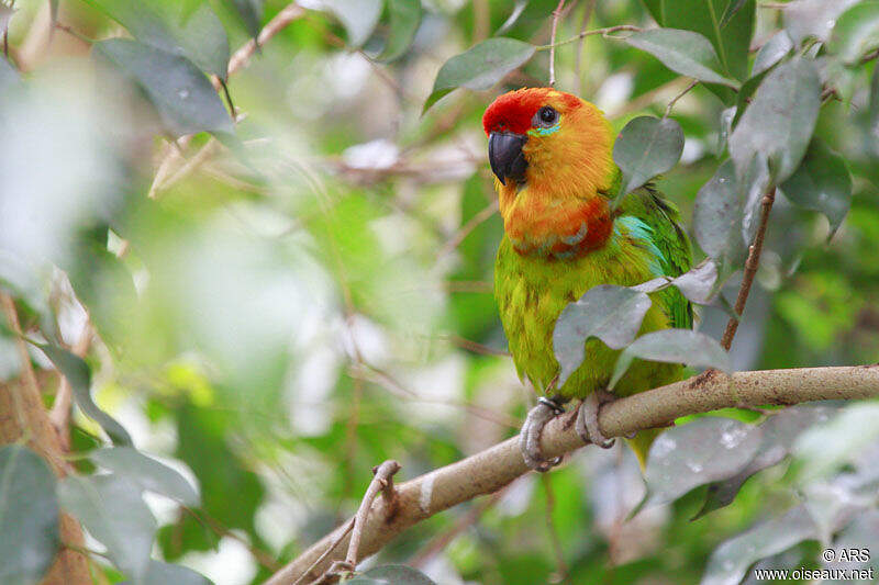Image of Large Fig-parrot