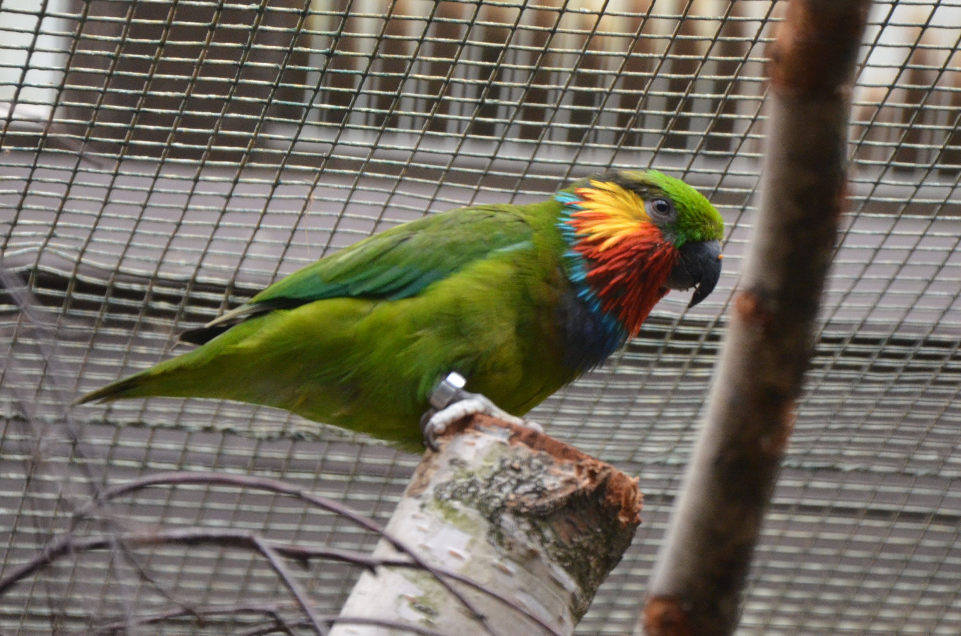 Image of Edwards's Fig-parrot