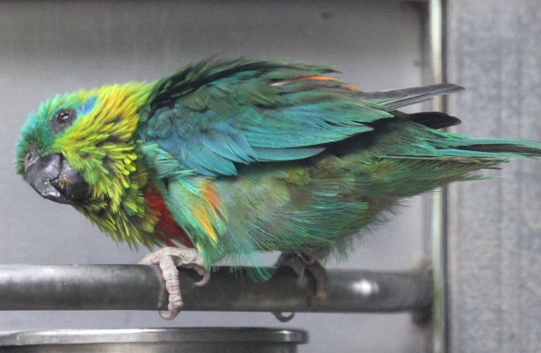 Image of Salvadori's Fig-parrot