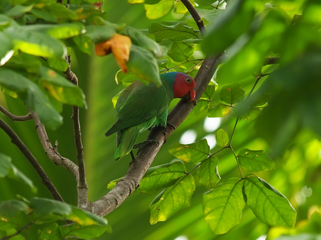 Image of Red-cheeked Parrot