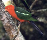 Image of Australian King-Parrot (Male)