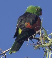 Image of Red-winged Parrot (Male)