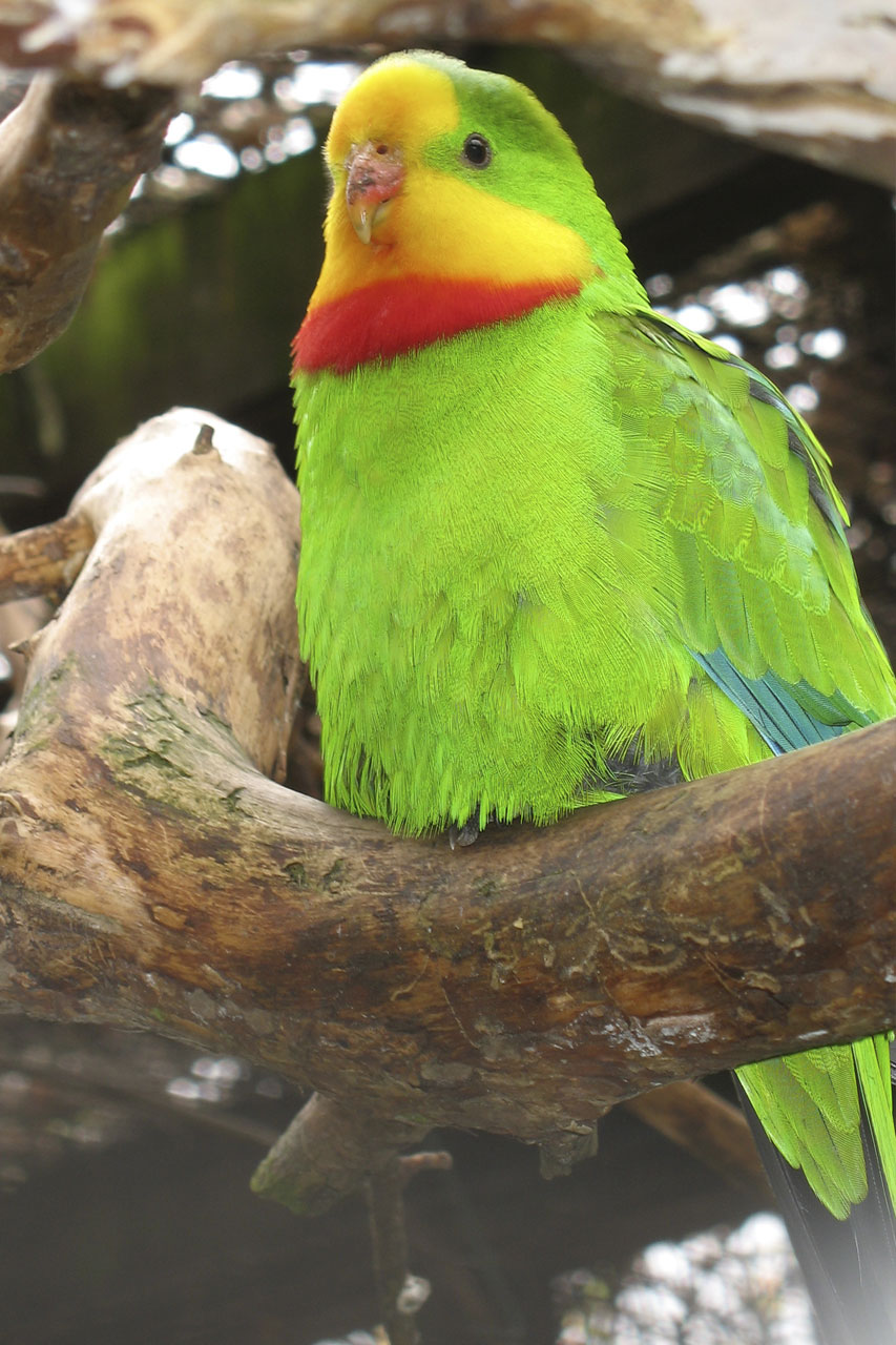 Image of Superb Parrot