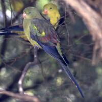 Image of Regent Parrot (Female)