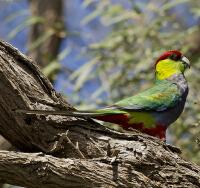 Image of Red-capped Parrot (Male)