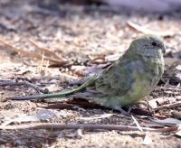 Image of Red-rumped Parrot (Female)