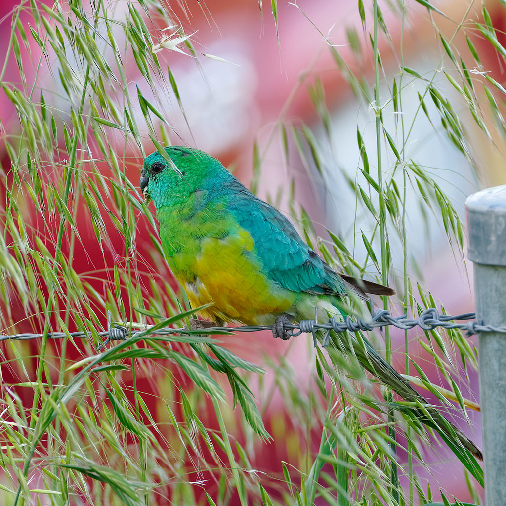 Image of Red-rumped Parrot