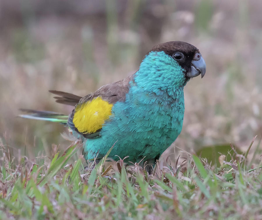 Image of Hooded Parrot