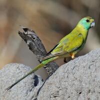 Image of Golden-shouldered Parrot (Immature male)