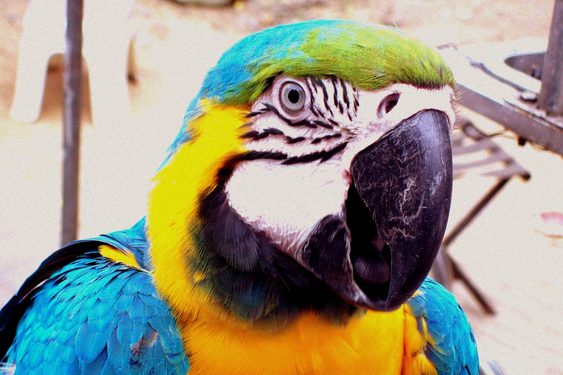 Image of Paradise Parrot