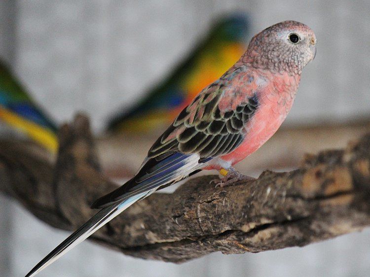 Image of Bourke's Parrot