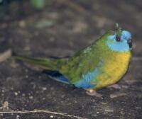 Image of Turquoise Parrot (Male)