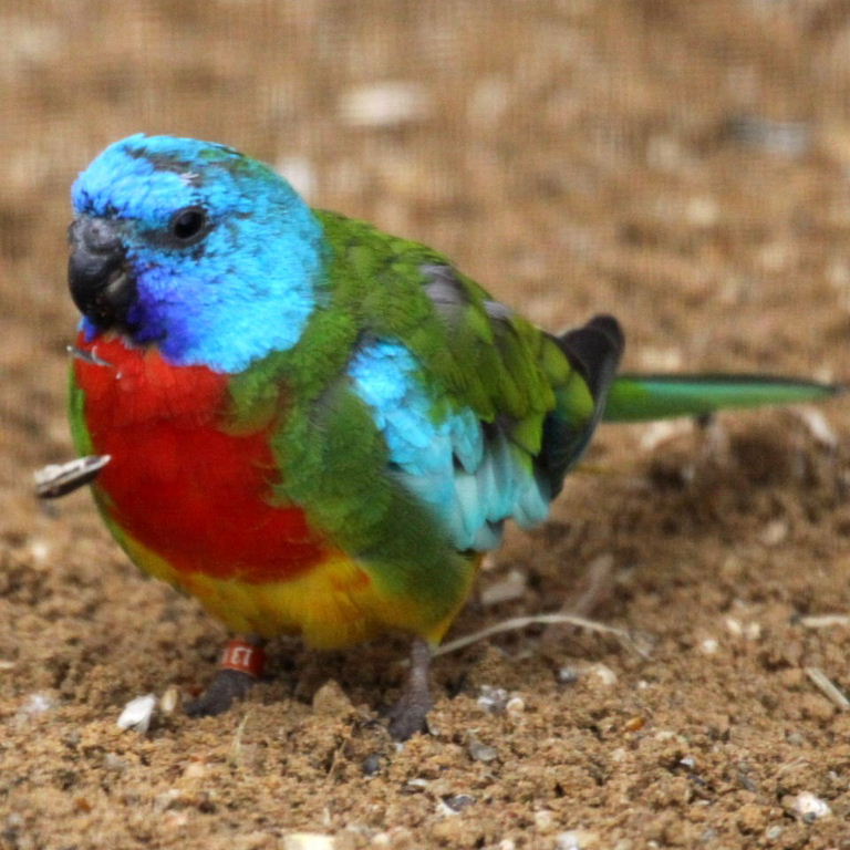 Image of Scarlet-chested Parrot