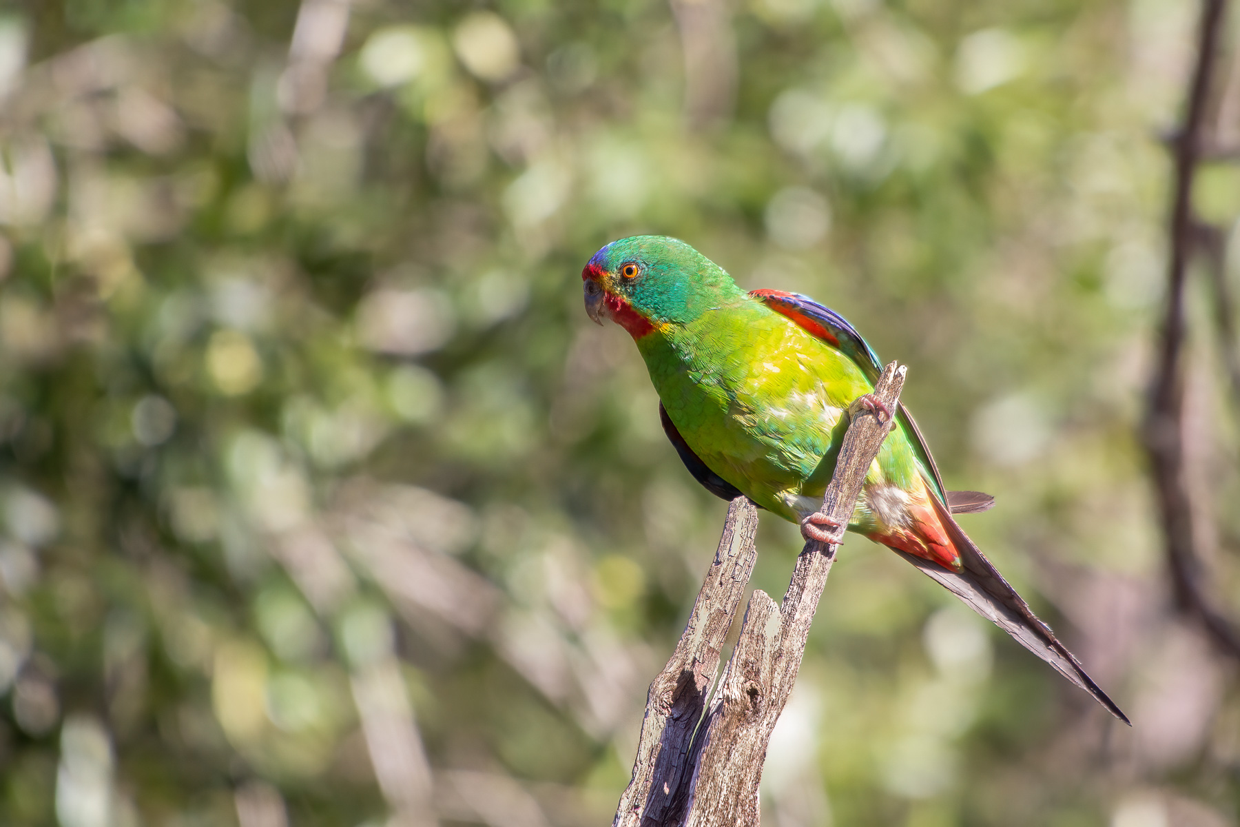 Image of Swift Parrot