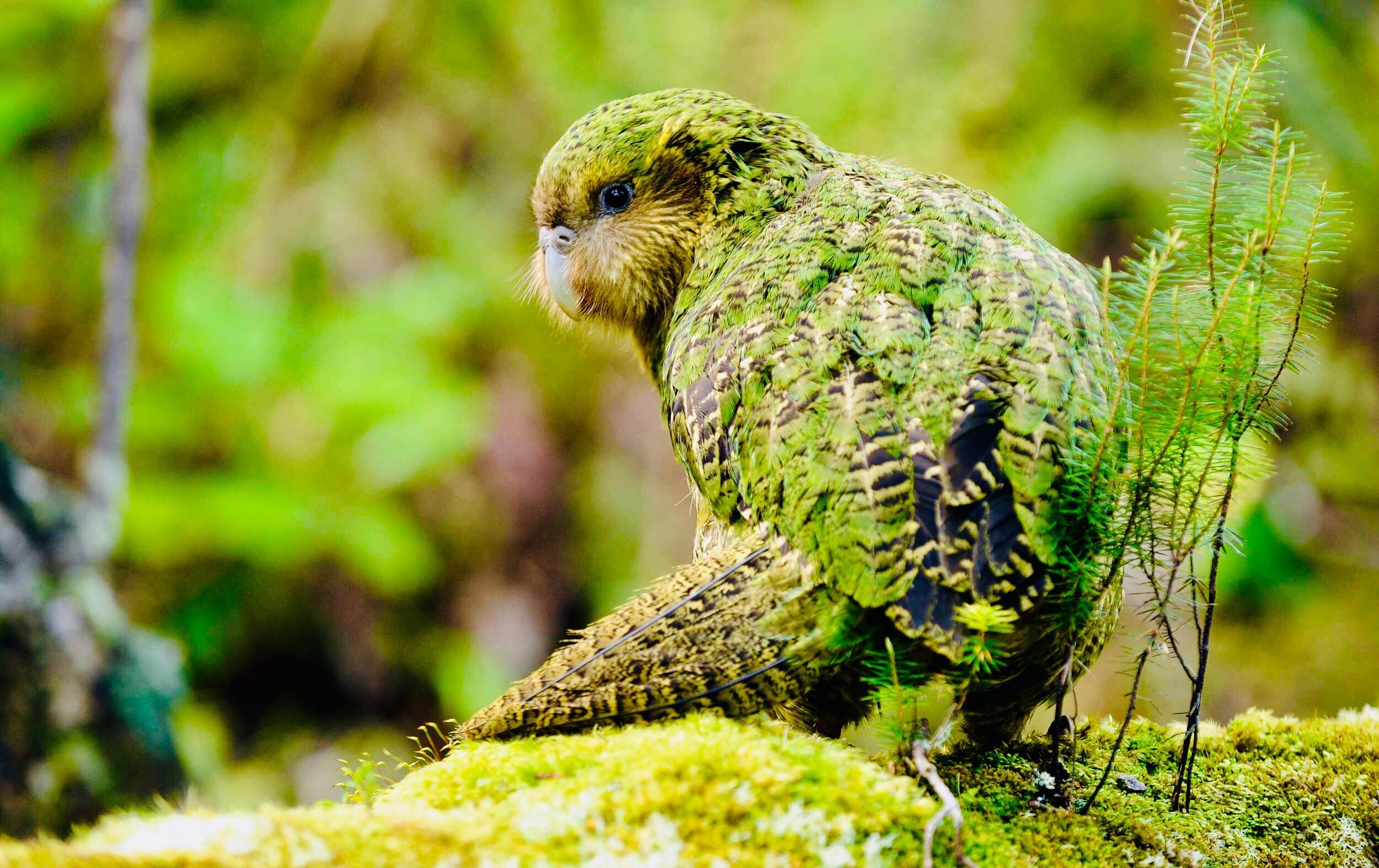 Image of Kakapo