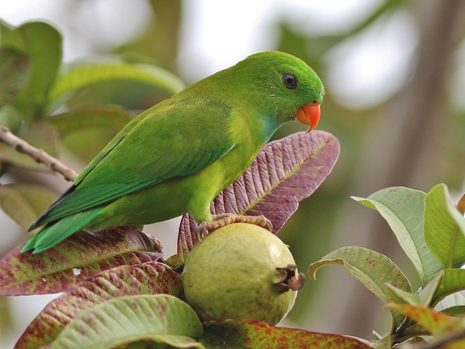 Image of Vernal Hanging-Parrot