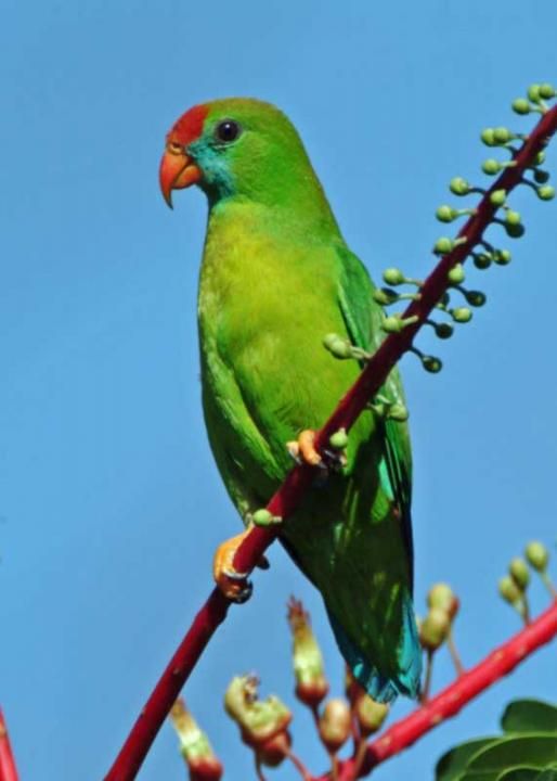 Image of Philippine Hanging-Parrot